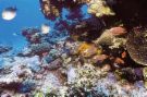 Barrière de corail